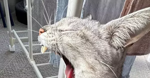 『豪快なあくびをする猫』を撮影した結果…別の生き物に見える『驚きの瞬間』に２万いいね「まんまと騙されたｗ」「いい感じに犬歯がｗ」