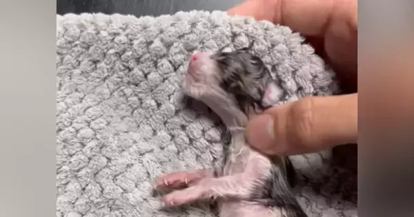 庭で発見した『心肺停止状態の子猫』を保護→奇跡の復活から４年…『現在の様子』に感動の声続出「よかったなあ」「本当に愛情深くて素晴らしい」