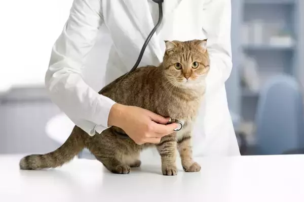 猫の飼い主なら知っておくべき『新たな常識』4つ　変化の背景や最新情報を知るメリットまで