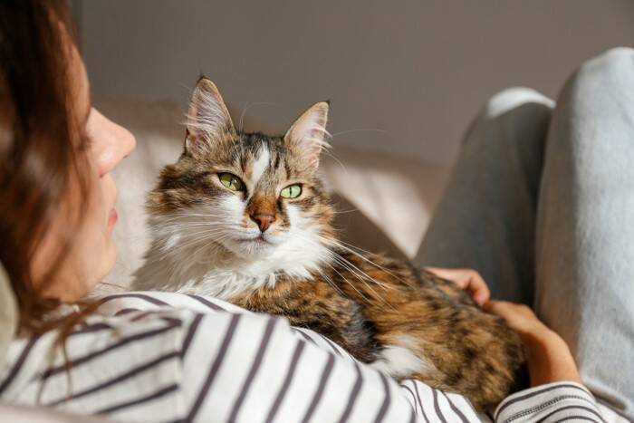 猫の飼い主なら知っておくべき『新たな常識』4つ　変化の背景や最新情報を知るメリットまで