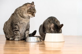 猫の多頭飼いで起こりやすい『食事のトラブル』3つ　注意が必要なポイントや対処法を解説