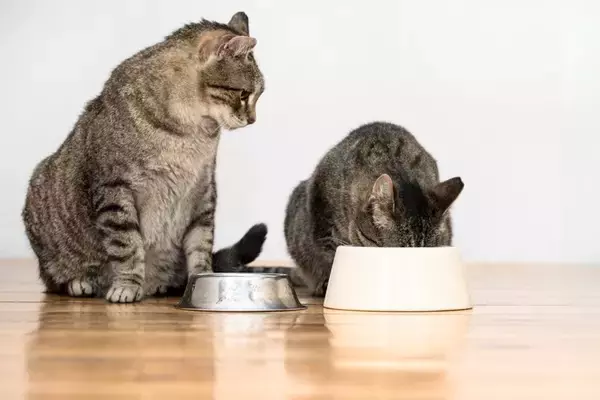 猫の多頭飼いで起こりやすい『食事のトラブル』3つ　注意が必要なポイントや対処法を解説
