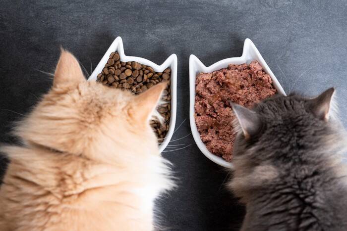 猫の多頭飼いで起こりやすい『食事のトラブル』3つ　注意が必要なポイントや対処法を解説