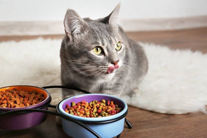 猫の多頭飼いで起こりやすい『食事のトラブル』3つ　注意が必要なポイントや対処法を解説