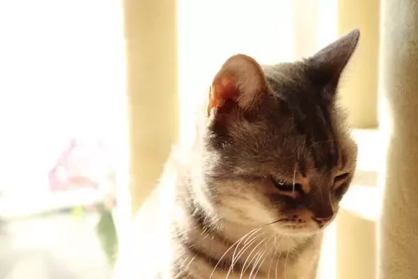 猫が『ふれあい不足』だと思っているときのサイン3つ　愛猫に喜んでもらえるスキンシップのコツまで