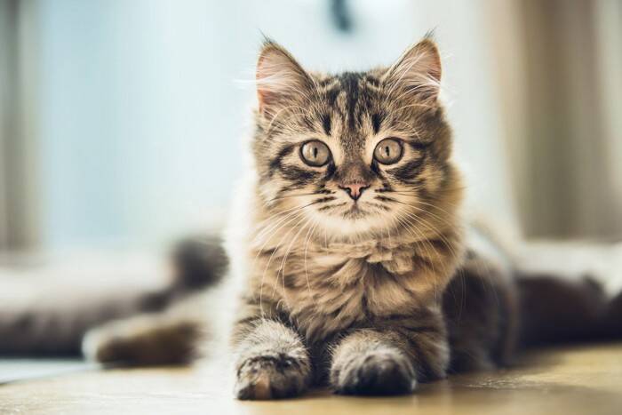 猫が『ふれあい不足』だと思っているときのサイン3つ　愛猫に喜んでもらえるスキンシップのコツまで