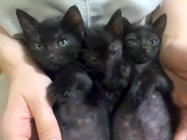 ゴミ屋敷で保護された、黒猫の３兄弟→大きくなると…愛おしすぎる『現在の光景』に「仲良し兄弟」「スクスク育ててもらって幸せそう」の声