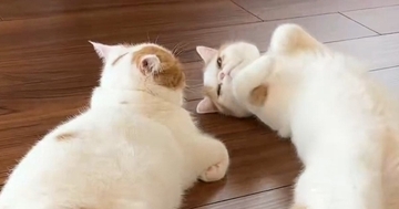 仲良くくつろぐ兄妹猫→1匹が『仰向け』になった『次の瞬間』…まさかの光景に1万9000いいね「ひたすらに尊い」「仲良しさんで最高」