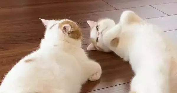 仲良くくつろぐ兄妹猫→1匹が『仰向け』になった『次の瞬間』…まさかの光景に1万9000いいね「ひたすらに尊い」「仲良しさんで最高」