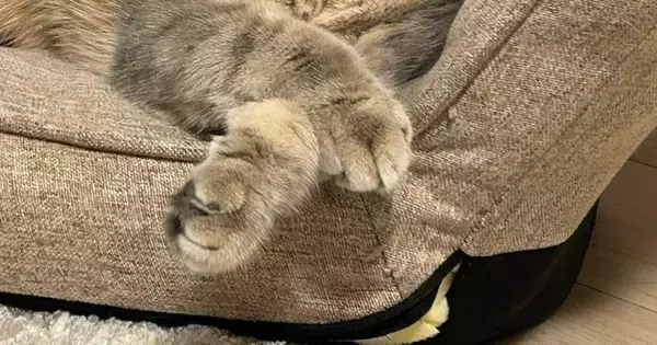 ふと見ると、座椅子に寄りかかって『眠っていた猫』→かわいい表情に、飼い主さんも思わず…ほっこりする光景に２万いいねの反響