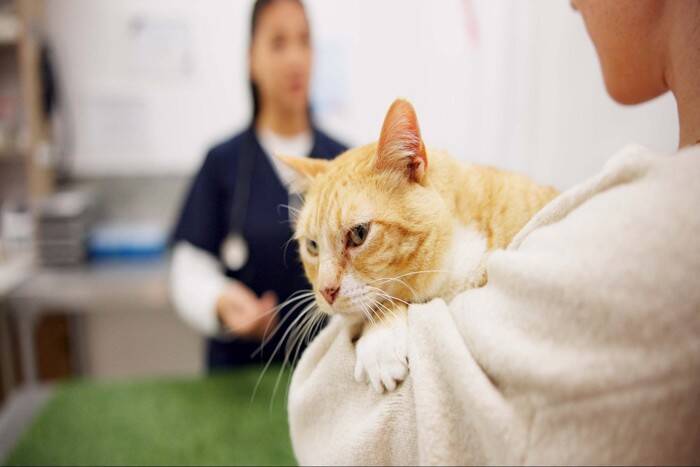 『動物病院を嫌がる猫』の負担を減らす方法5つ　怖がってしまう原因や慣れておきたい理由も