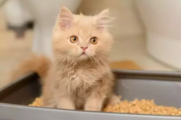 猫に『トイレトレーニング』を上手に教えるポイント5つ　覚えられないときの原因や見直したいことまで