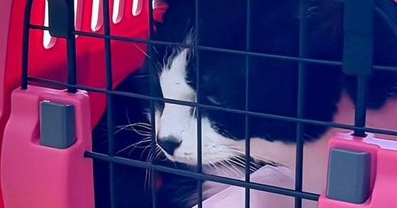 先輩猫が病院に行く日→『自分も連れて行かれる』と思った猫が…まさかの行動に「隠れ方が可愛すぎる」「強い意志を感じるｗ」と13万再生