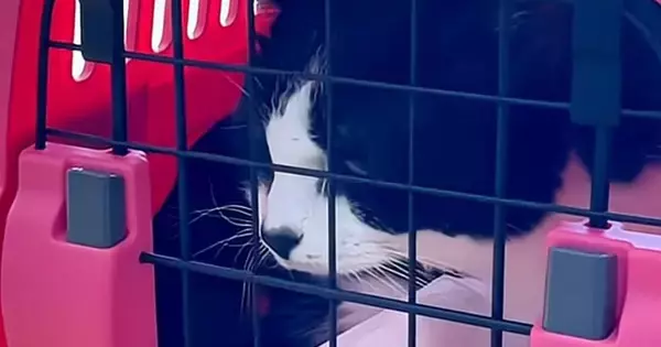 先輩猫が病院に行く日→『自分も連れて行かれる』と思った猫が…まさかの行動に「隠れ方が可愛すぎる」「強い意志を感じるｗ」と13万再生