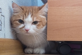 猫と暮らして初めてわかる『意外な習性』9選　知れば知るほど奥深い猫の生態とは？