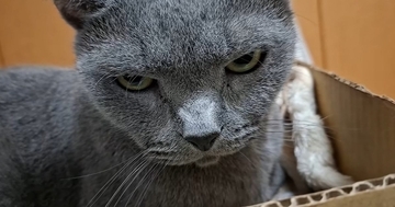 パパに絡まれて『怒りを溜めていた猫』→チョップをされたら…思わず笑ってしまう展開が14万再生「鋭い眼光ｗ」「貫禄ありますなぁ」