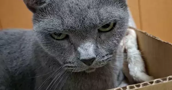 パパに絡まれて『怒りを溜めていた猫』→チョップをされたら…思わず笑ってしまう展開が14万再生「鋭い眼光ｗ」「貫禄ありますなぁ」