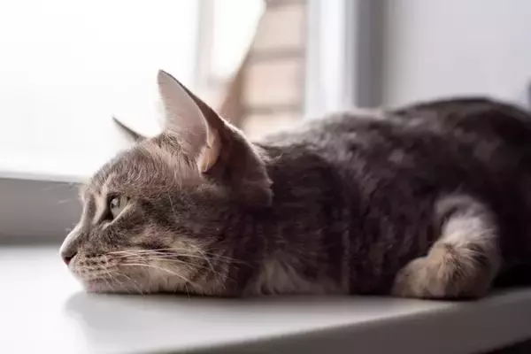 猫が『悲しい気持ち』のときにみせる行動4選　元気付ける方法はある？心がけたい接し方まで