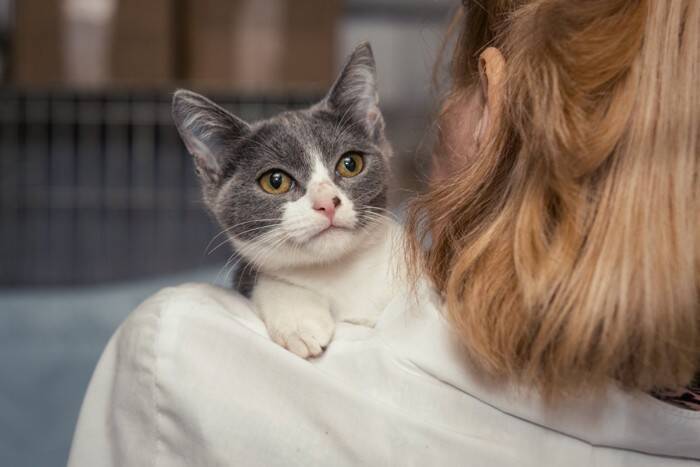 猫が『悲しい気持ち』のときにみせる行動4選　元気付ける方法はある？心がけたい接し方まで