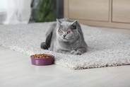猫の『食器』を清潔にするコツ5選　どんな洗剤を使えばいい？洗い方のポイントも