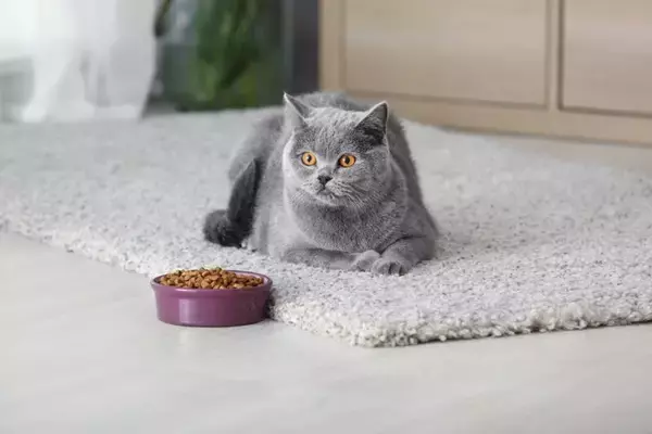 猫の『食器』を清潔にするコツ5選　どんな洗剤を使えばいい？洗い方のポイントも