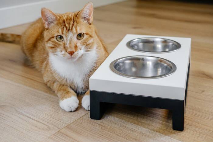 猫の『食器』を清潔にするコツ5選　どんな洗剤を使えばいい？洗い方のポイントも