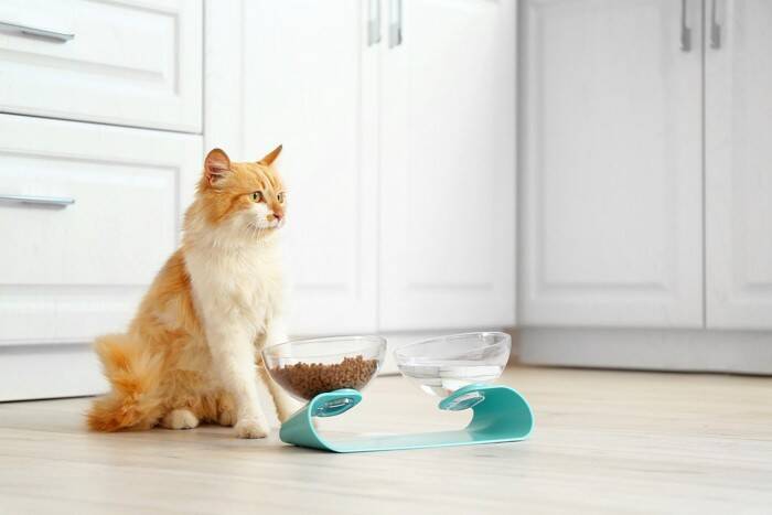 猫の『食器』を清潔にするコツ5選　どんな洗剤を使えばいい？洗い方のポイントも