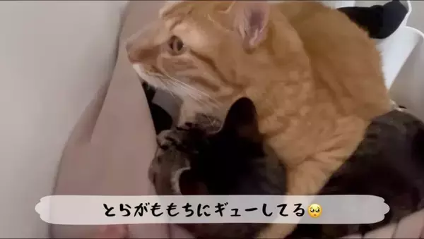 猫がおもちゃの子猫を本物だと勘違いした結果…『まさかの行動』が優しすぎると11万再生「尊くて涙がでそう」「いいお兄ちゃん」の声