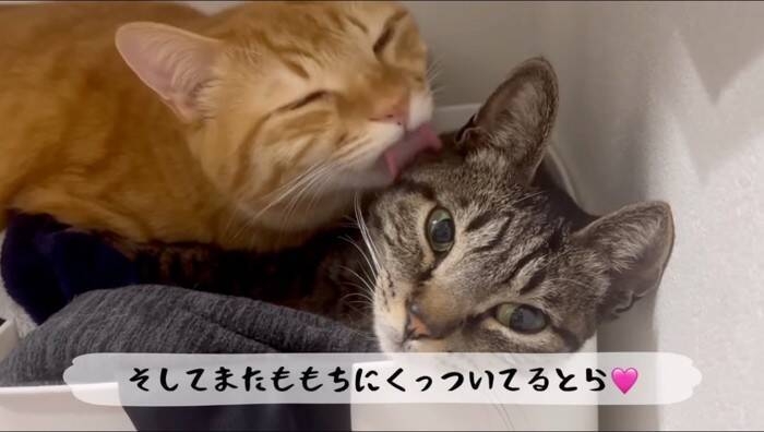 猫がおもちゃの子猫を本物だと勘違いした結果…『まさかの行動』が優しすぎると11万再生「尊くて涙がでそう」「いいお兄ちゃん」の声