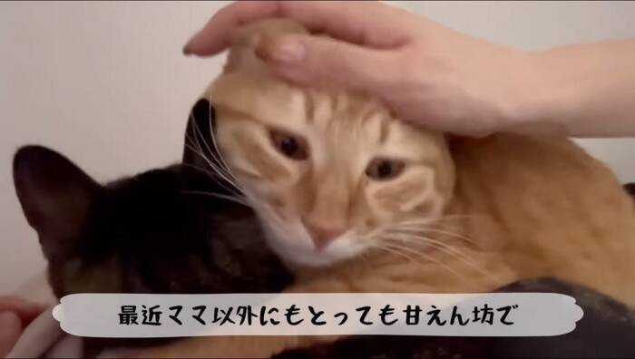 猫がおもちゃの子猫を本物だと勘違いした結果…『まさかの行動』が優しすぎると11万再生「尊くて涙がでそう」「いいお兄ちゃん」の声