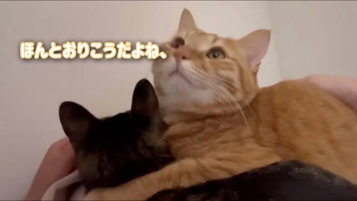 猫がおもちゃの子猫を本物だと勘違いした結果…『まさかの行動』が優しすぎると11万再生「尊くて涙がでそう」「いいお兄ちゃん」の声