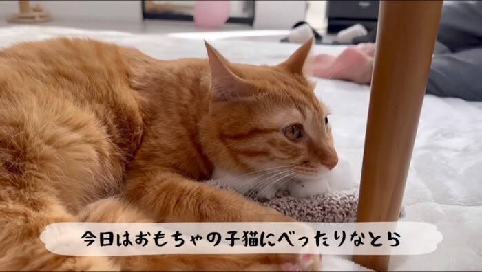 猫がおもちゃの子猫を本物だと勘違いした結果…『まさかの行動』が優しすぎると11万再生「尊くて涙がでそう」「いいお兄ちゃん」の声