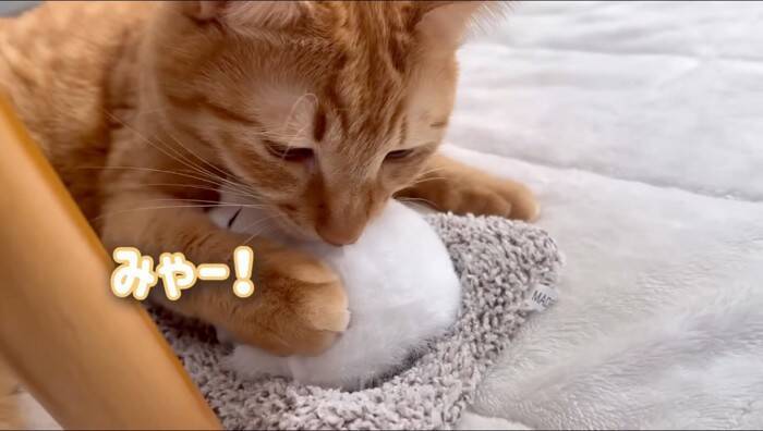 猫がおもちゃの子猫を本物だと勘違いした結果…『まさかの行動』が優しすぎると11万再生「尊くて涙がでそう」「いいお兄ちゃん」の声