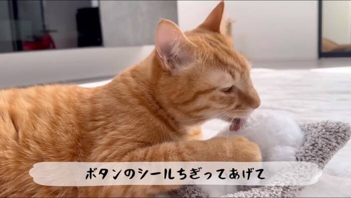 猫がおもちゃの子猫を本物だと勘違いした結果…『まさかの行動』が優しすぎると11万再生「尊くて涙がでそう」「いいお兄ちゃん」の声