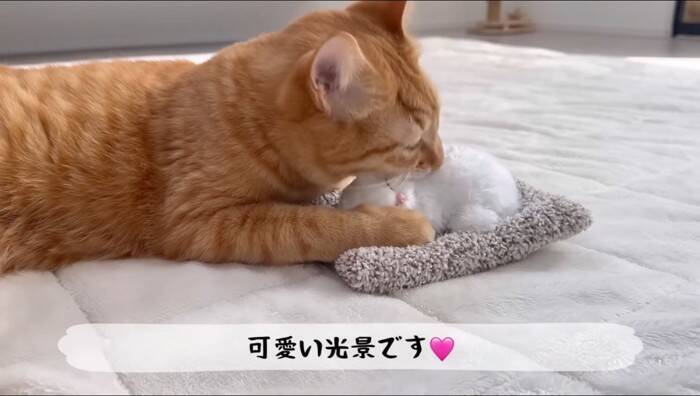 猫がおもちゃの子猫を本物だと勘違いした結果…『まさかの行動』が優しすぎると11万再生「尊くて涙がでそう」「いいお兄ちゃん」の声