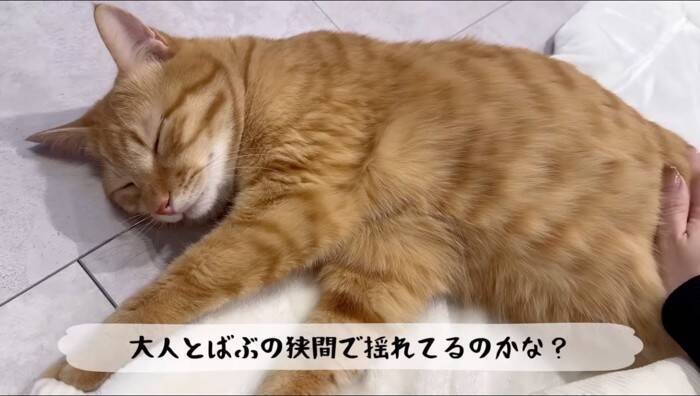 猫がおもちゃの子猫を本物だと勘違いした結果…『まさかの行動』が優しすぎると11万再生「尊くて涙がでそう」「いいお兄ちゃん」の声