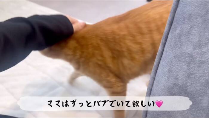 猫がおもちゃの子猫を本物だと勘違いした結果…『まさかの行動』が優しすぎると11万再生「尊くて涙がでそう」「いいお兄ちゃん」の声