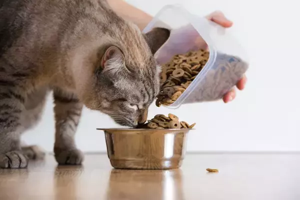 猫の寿命を縮める『危険なご飯の与え方』5選　健康を守るための食事管理のコツも解説