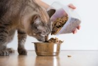 猫の寿命を縮める『危険なご飯の与え方』5選　健康を守るための食事管理のコツも解説