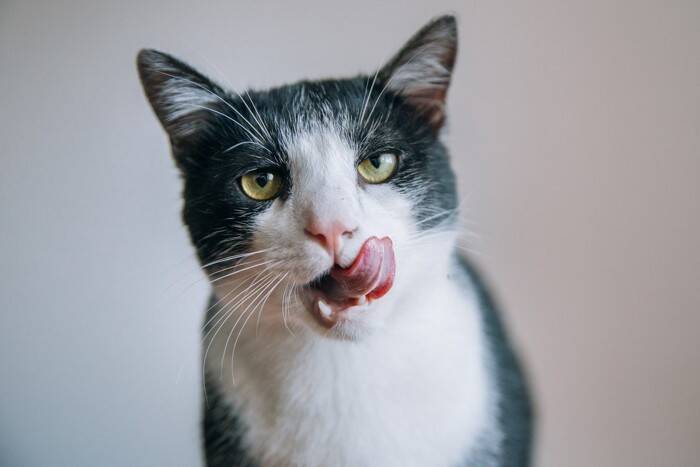 猫の寿命を縮める『危険なご飯の与え方』5選　健康を守るための食事管理のコツも解説