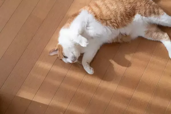 猫が『死んだふり』をみせる理由3つ　避けたいことがある？動かなくなる心理とは
