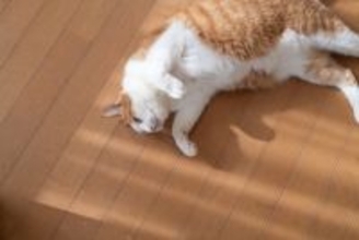 猫が『死んだふり』をみせる理由3つ　避けたいことがある？動かなくなる心理とは