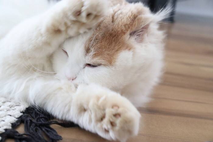 猫が『死んだふり』をみせる理由3つ　避けたいことがある？動かなくなる心理とは