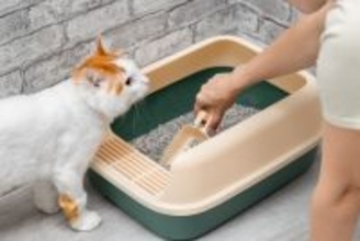 愛猫の『トイレがクサい』ときに考えられる原因5つ　気になるニオイへの対処法まで解説
