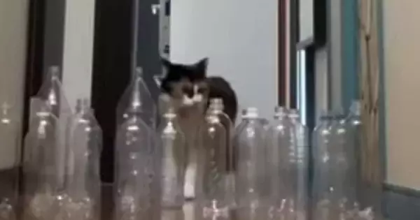 廊下に空のペットボトルを並べたら、『猫と大型犬』は……衝撃的な結末に爆笑する人続出「オチを理解してるｗ」「期待を裏切らない」