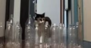 廊下に空のペットボトルを並べたら、『猫と大型犬』は……衝撃的な結末に爆笑する人続出「オチを理解してるｗ」「期待を裏切らない」
