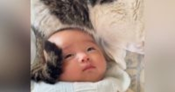 赤ちゃんのことを見たら、『頭の上』で元野良猫が…あまりにも尊い『優しい行動』が260万再生「涙が出てくる」「語彙力を失った」と大反響