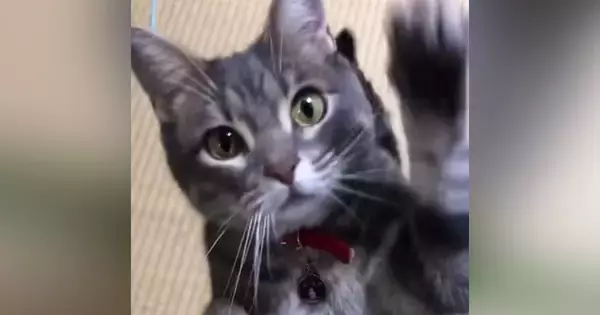 姉から『芸を頑張る猫』の様子が送られてきて…思わずニヤけた『可愛すぎる光景』が29万再生「めっちゃ綺麗な顔」「ジブリに出てきそう」