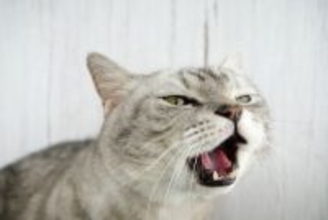 猫の『声に違和感』があるときに疑うべき原因4つ　異常が起きているサイン？適切な対処法まで解説