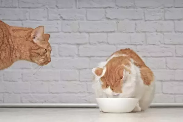 人にはあるのに『猫には存在しない感情』3つ　なぜ似たような仕草をするの？誤解しないための向き合い方まで
